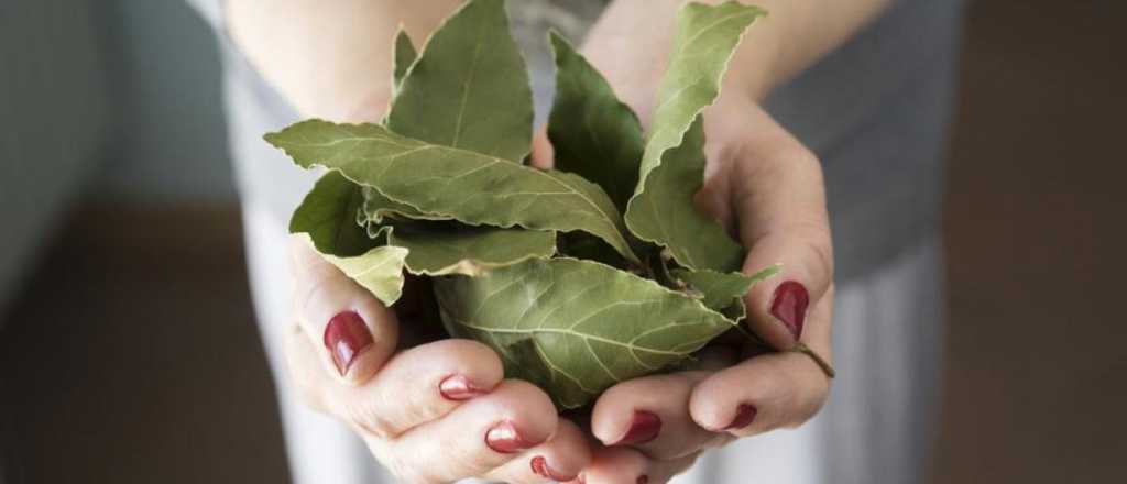 El laurel, la hoja que no debe faltar en tus comidas