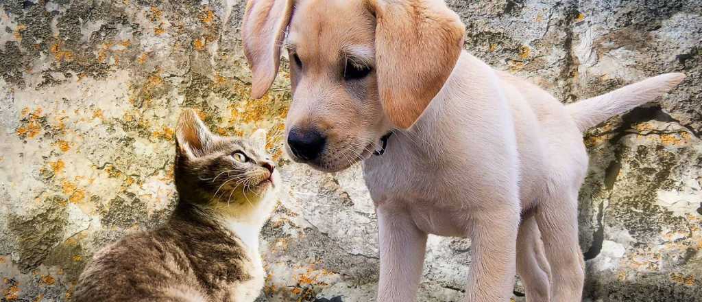 Estas son las razas de perros que mejor se llevan con los gatos