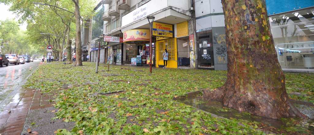 El paso de la lluvia en Mendoza: árboles caídos y desborde de cloacas