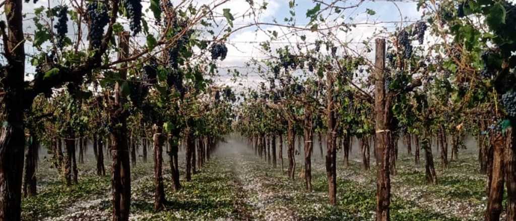 Historias del vendaval: "Mi finca quedó como si fuera invierno"