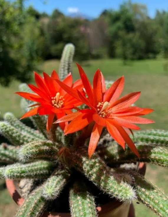 Cinco cactus de flores grandes y llamativas para tus ventanas - Mendoza Post