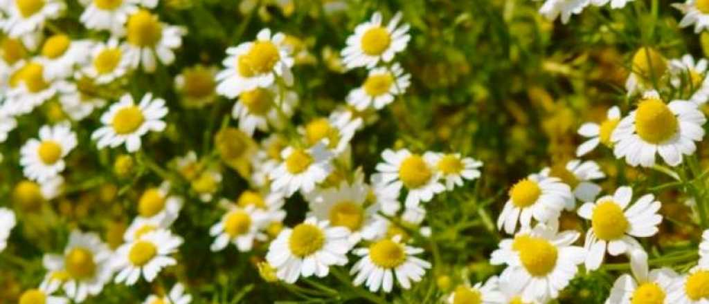 Las plantas medicinales infaltables en tu jardín de té