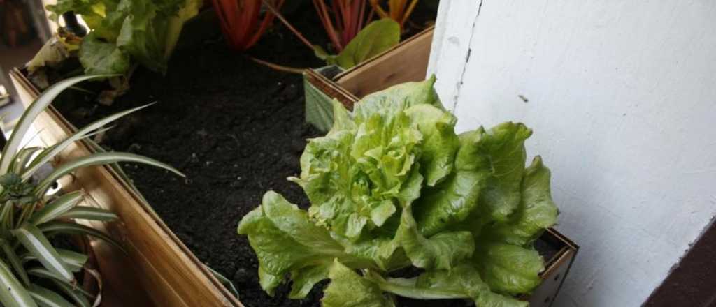 Cómo cultivar lechuga sin semillas y en maceta