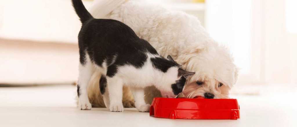 Cuál es el mejor alimento para nuestras mascotas, natural o balanceado