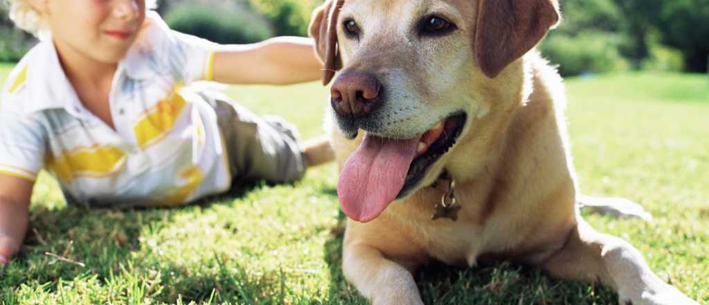 La unión entre un perro y su "dueño" es similar a la de madre e hijo