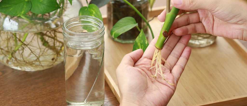 Esta es la técnica más simple para enraizar una planta