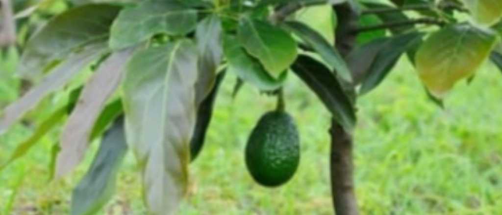 Así podés cultivar tu propio árbol de palta en casa