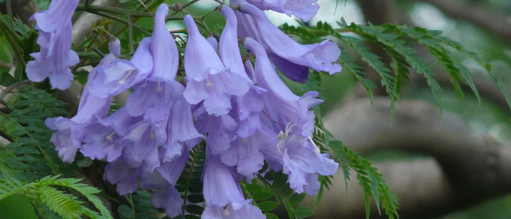 Así podés plantar un jacarandá en tu jardín