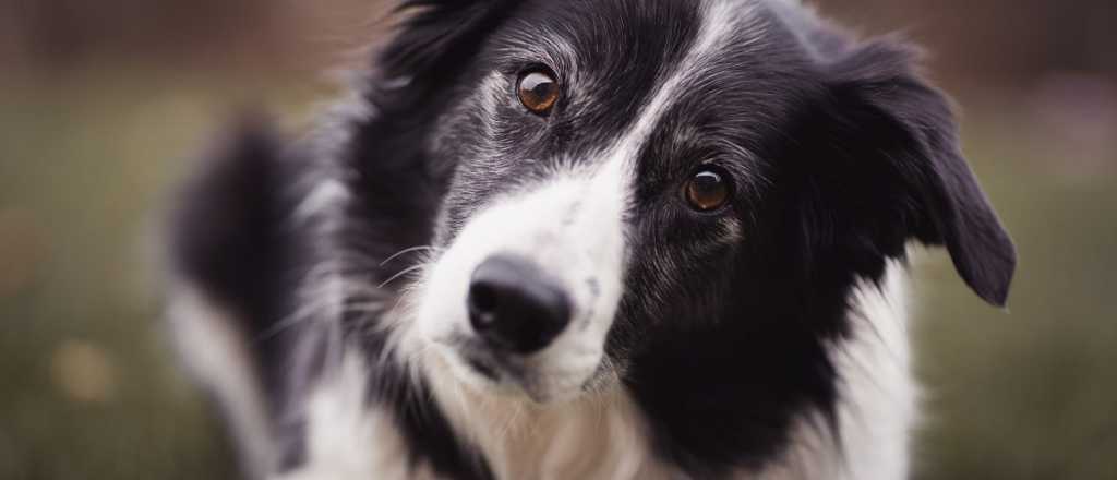 Estas son las 5 razas de perros más inteligentes