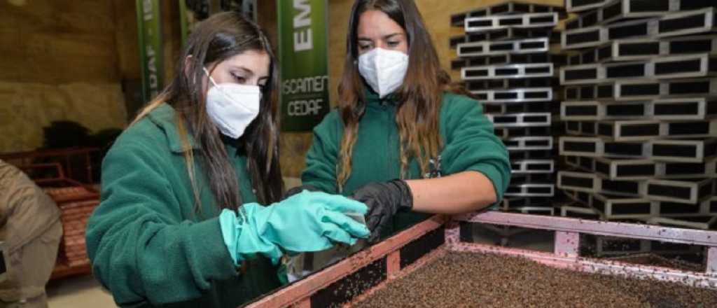 Chile le compró material biológico a Mendoza