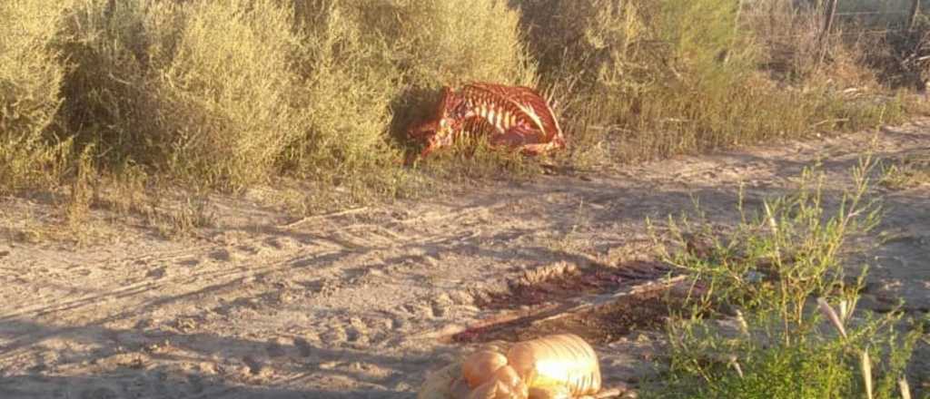 Le robaron el caballo a un hombre en Santa Rosa y lo encontraron faenado