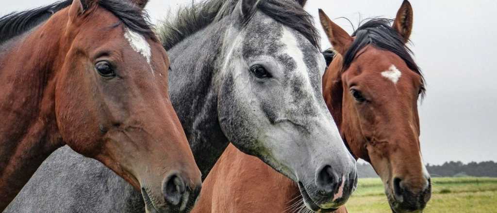 Test personalidad: elegí un caballo y enterate si sos líder por naturaleza