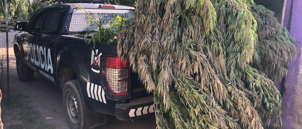 Desarmaron una "pyme familiar" de marihuana en Tunuyán