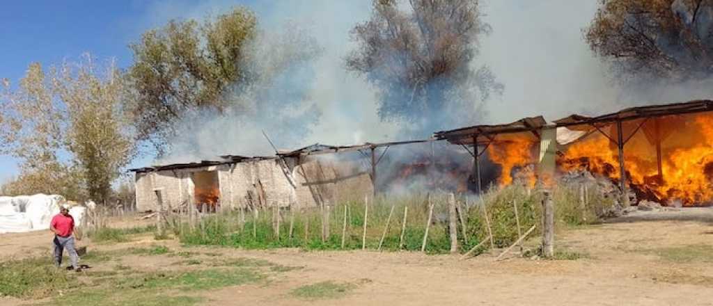 Video: murieron una perra y sus crías por el incendio en un galpón de San Carlos