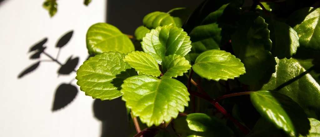 Dónde colocar la planta del dinero para atraer fortuna y prosperidad