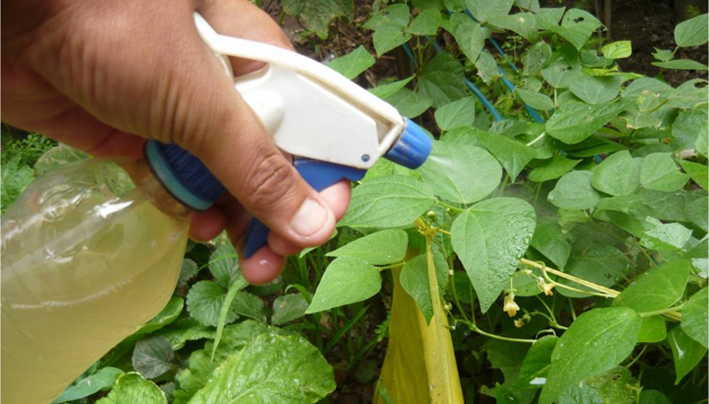 El remedio definitivo contra las plagas de los frutales - Mendoza Post