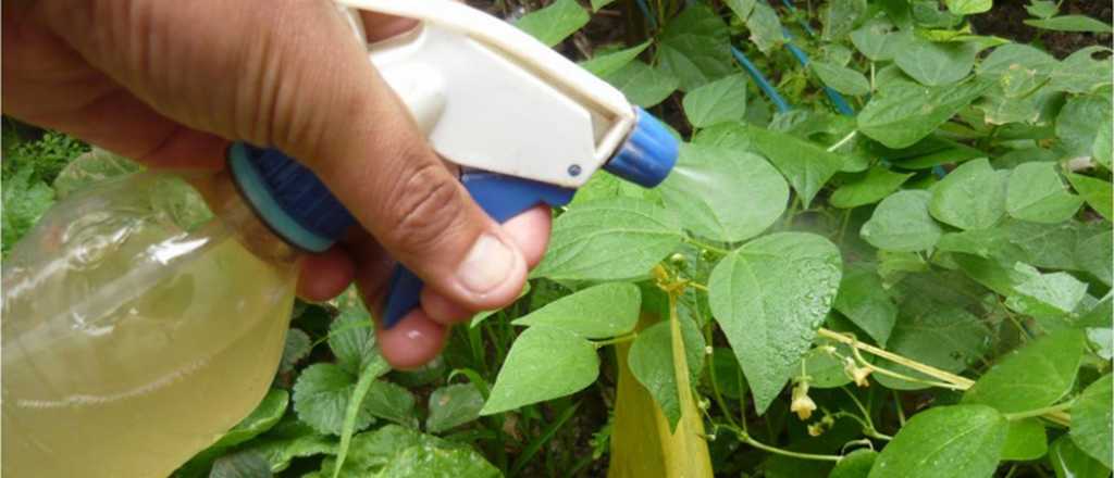 El remedio definitivo contra las plagas de los frutales