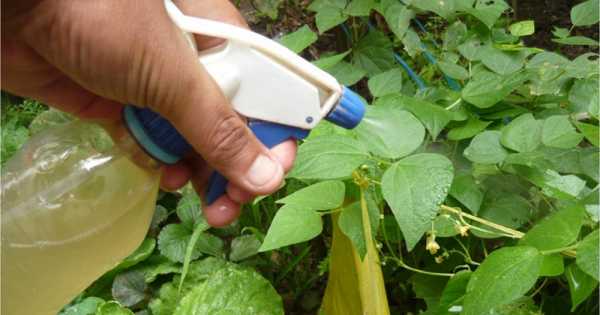 El remedio definitivo contra las plagas de los frutales - Mendoza Post