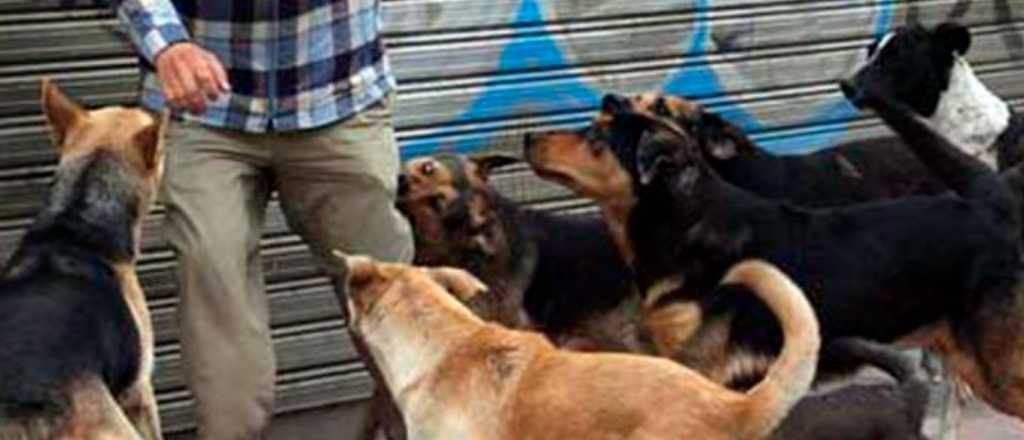 Una niña de 8 años fue atacada por varios perros y está en el Notti