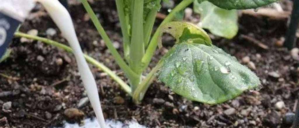 ¿Sirve regar las plantas con leche? 