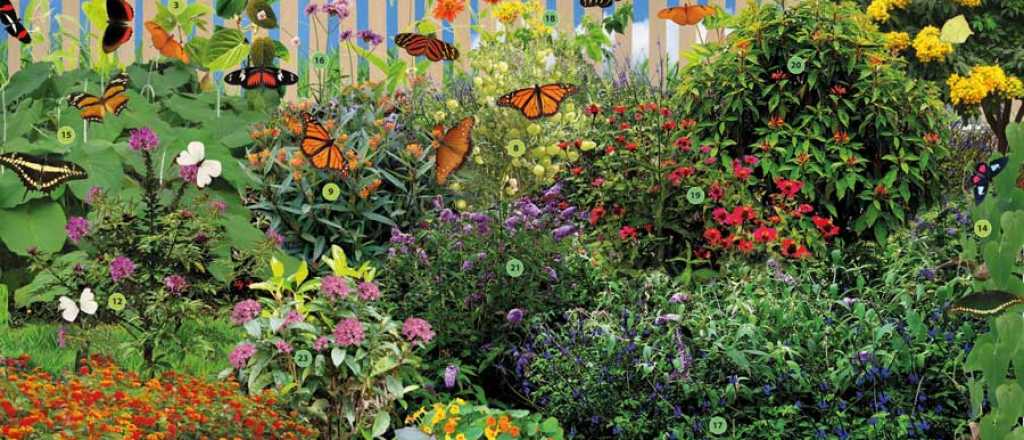 ¿Cuáles son las plantas que atraen a las mariposas?