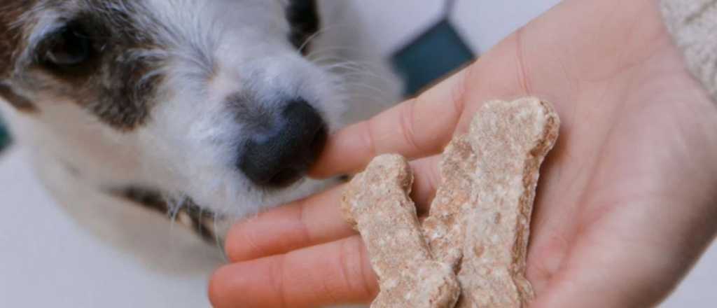 Cada cuánto se debe lavar el plato de las mascotas para evitar enfermedades