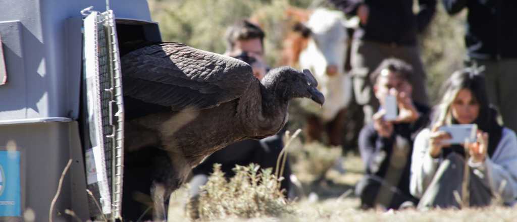 Liberaron a un cóndor andino en una reserva natural