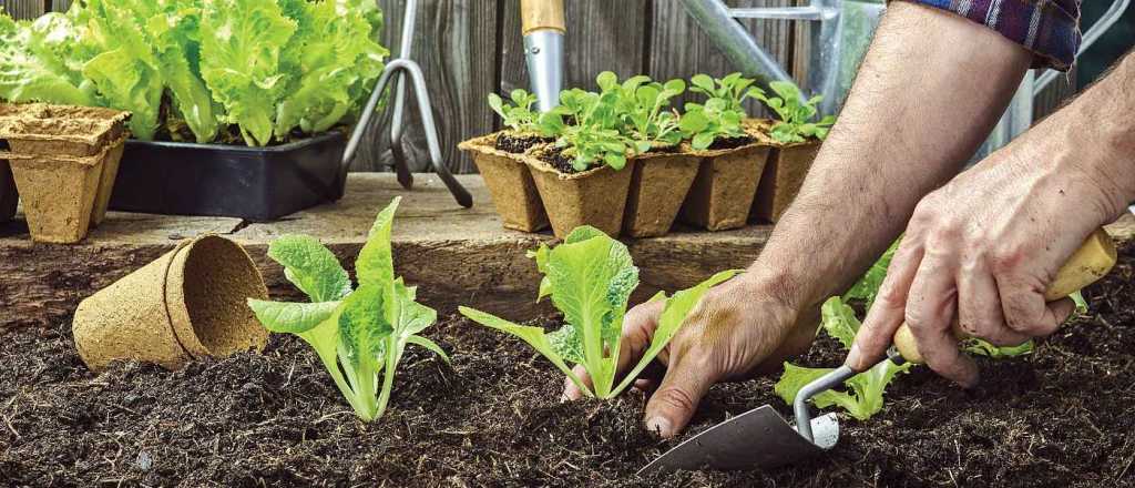 Ocho tips para tener una huerta en casa y consumir verduras gratis