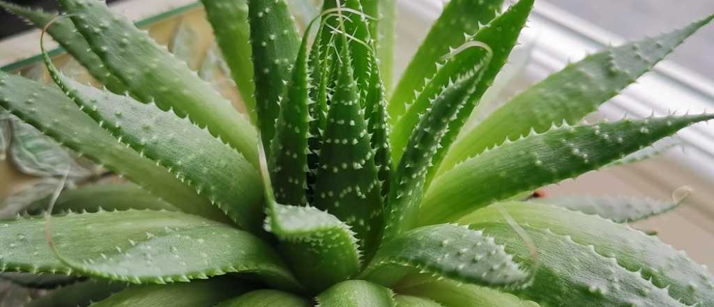 Feng Shui: ¿qué significa que tu planta de aloe vera se pudra?