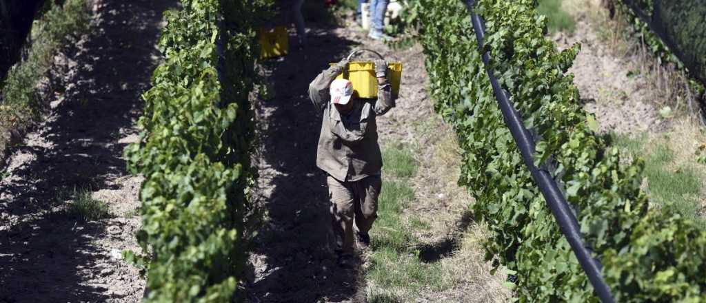 Preocupación en los productores de vid por quita de subsidio y suba de tarifas