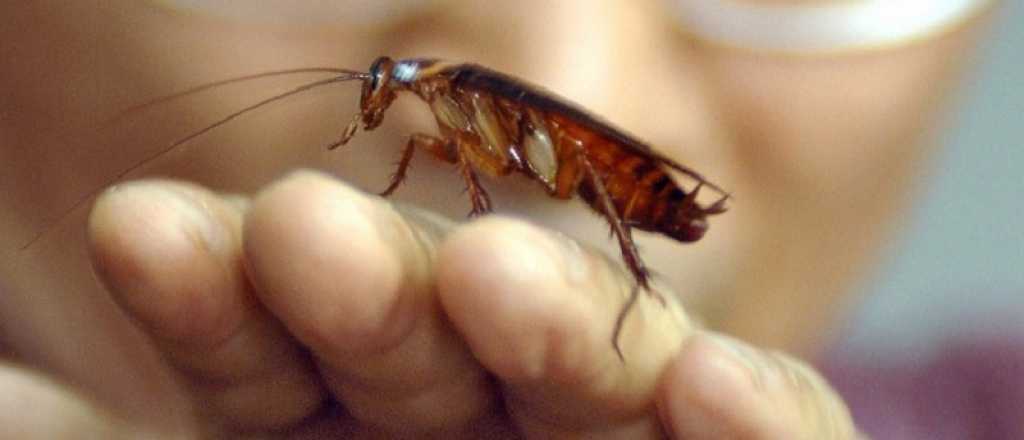 Las 3 plantas que ahuyentan a las cucarachas de tu hogar 