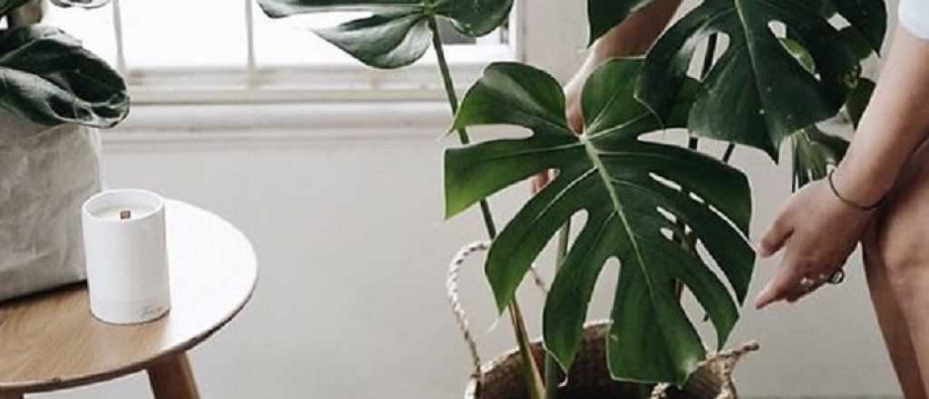 Tips para cuidar la planta Monstera 