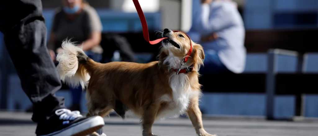 Maipú invita a una caminata con mascotas por el Día del Animal