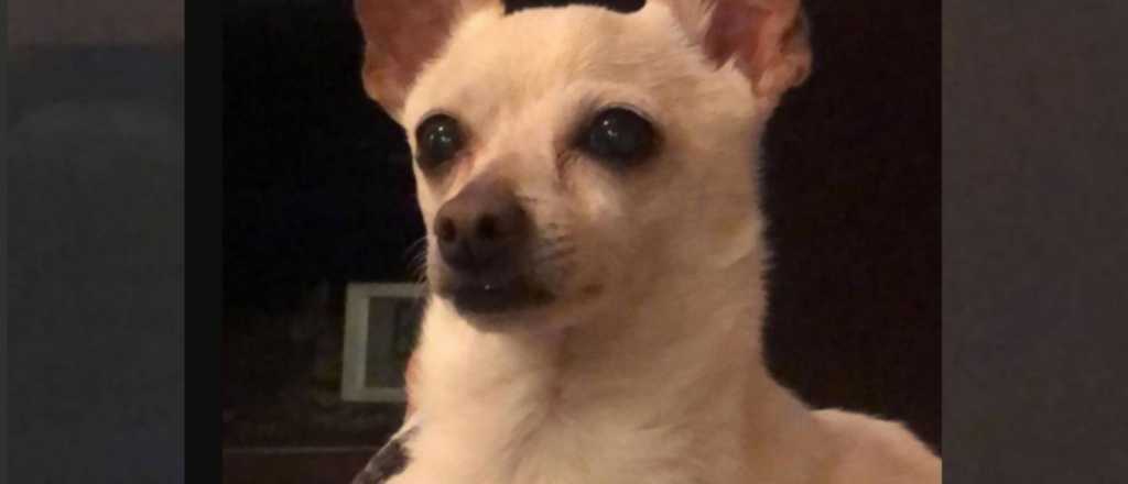 El perro más viejo del mundo es un chihuahua y tiene 21 años 