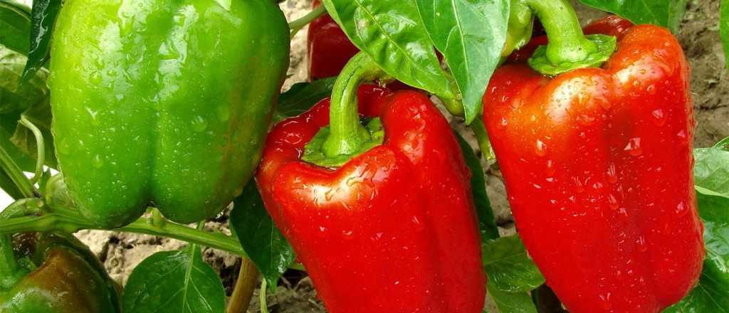 Cómo hacer que las semillas de pimiento germinen más rápido