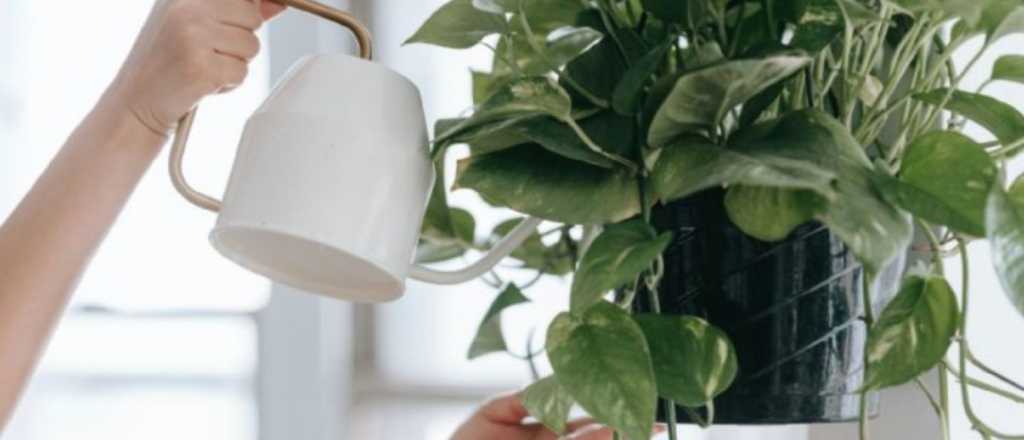 Consejos claros para regar las plantas en invierno