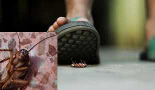 Liberate de insectos: todo sobre mosquiteras enrollables y su instalación -  Mendoza Post
