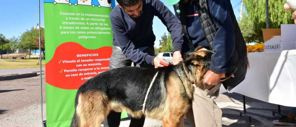 Lavalle puso en marcha el Registro Único de Mascotas