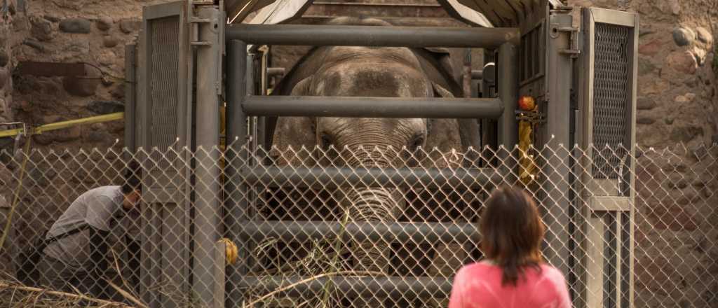 Comenzó el operativo para trasladar a las elefantas del Ecoparque 