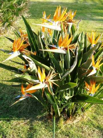 Qué significa la flor del Ave del Paraíso - Mendoza Post