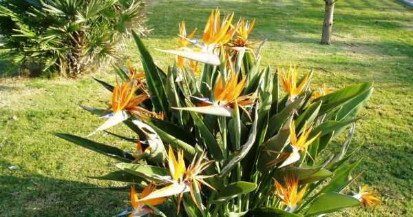 Qué significa la flor del Ave del Paraíso - Mendoza Post