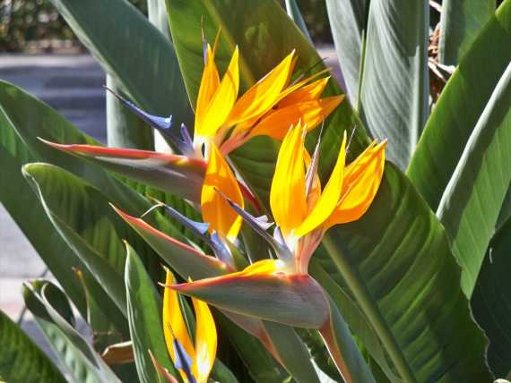 Qué significa la flor del Ave del Paraíso - Mendoza Post