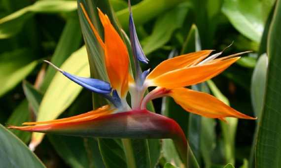 Qué significa la flor del Ave del Paraíso - Mendoza Post