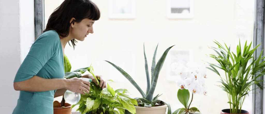 Plantas marchitas: abono casero con dos ingredientes para revivirlas