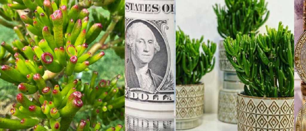 Este es el lugar ideal para colocar las plantas que atraen el dinero