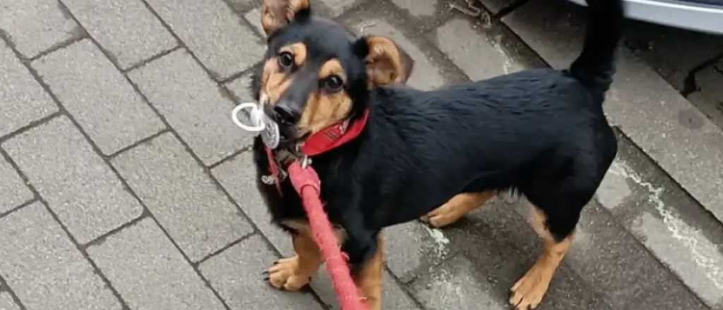 El perro "Coco" terminó la cuarentena y vuelve con su familia a Córdoba