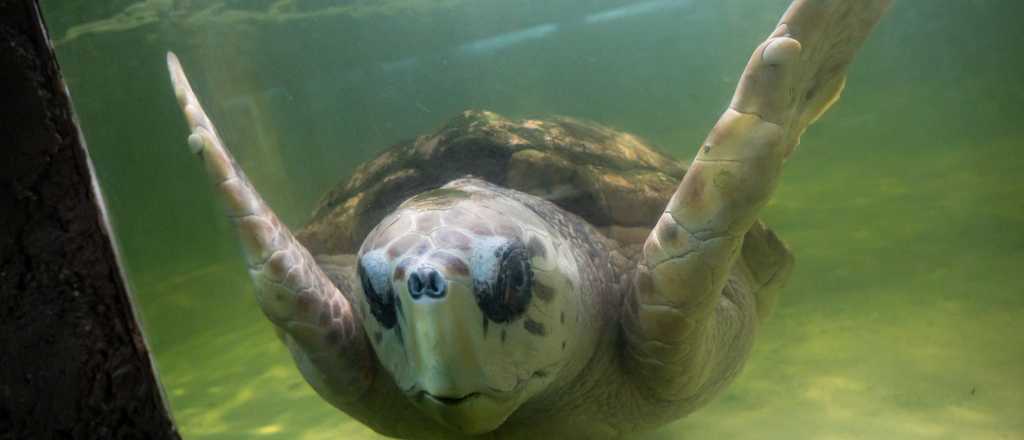 Ultiman los detalles para el traslado del tortugo Jorge