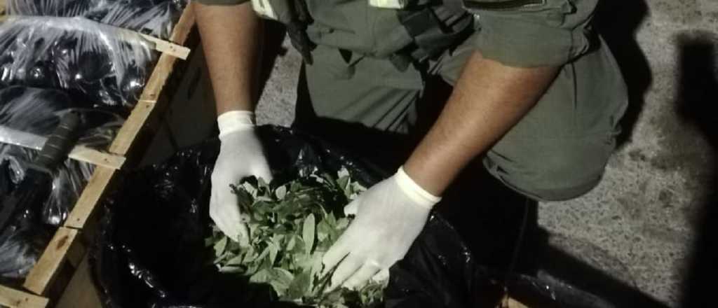 Entre cajones de verdura, intentaron ingresar hojas de coca a Mendoza