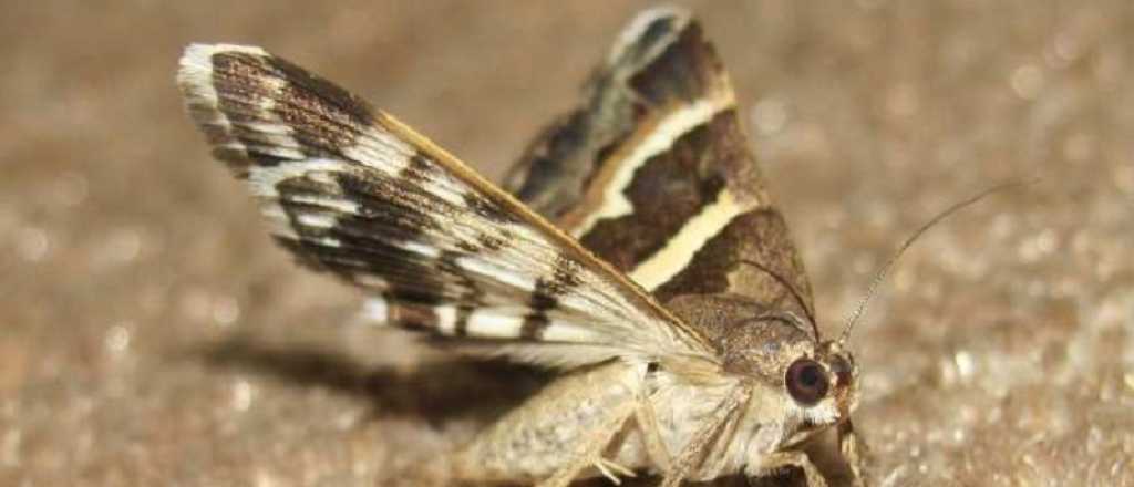 Así podés combatir las polillas