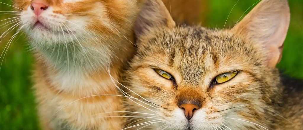 ¿Los gatos tienen rasgos psicópatas?